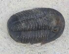 Sculptoproetus Trilobite - Foum Zguid, Morocco #36593-1